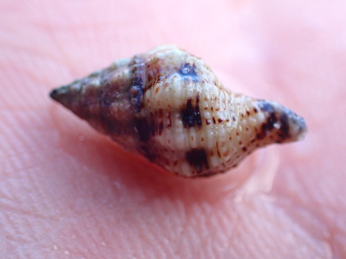 Peristernia chlorostoma