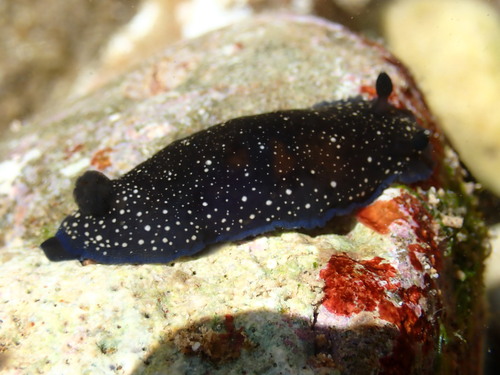 Dendrodoris nigra