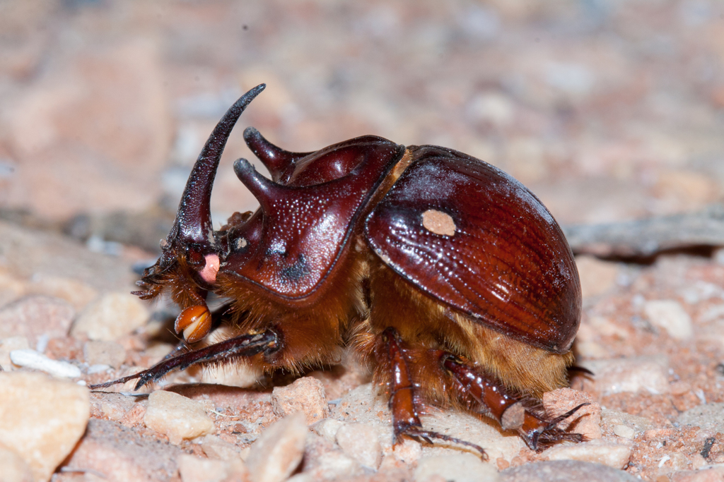 Australia Blackburnium s.p 24mm Blackburnium carpentariae