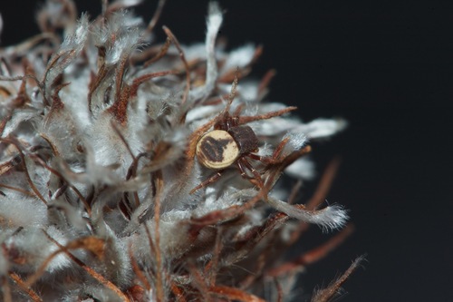 Paramystaria variabilis