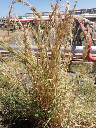 Cymbopogon bombycinus (R.Br.) Domin