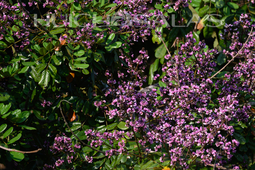 Andira galeottiana