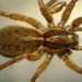 Pardosa fuscula - Photo (c) cheins1, all rights reserved, uploaded by cheins1