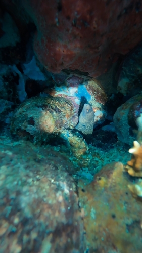 Gymnothorax miliaris