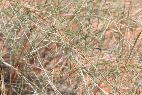 Stipagrostis amabilis