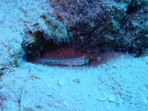 Gnatholepis thompsoni