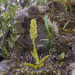 Altensteinia virescens - Photo (c) Frank Dietze, todos los derechos reservados, subido por Frank Dietze