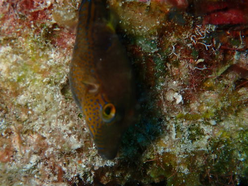 Canthigaster rostrata