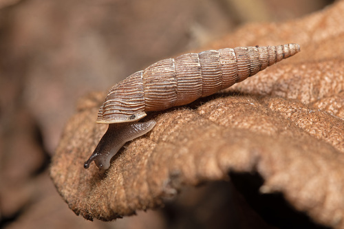 Alinda biplicata