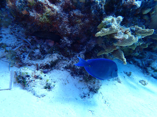 Acanthurus coeruleus