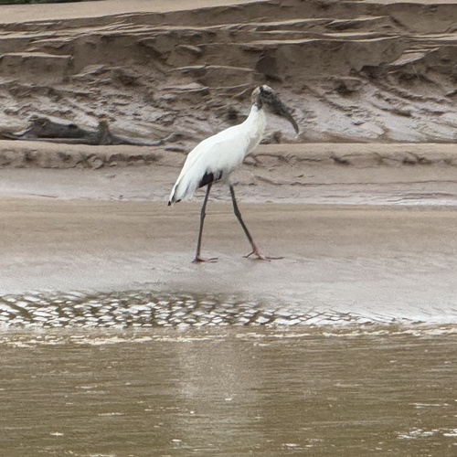 Wood Stork