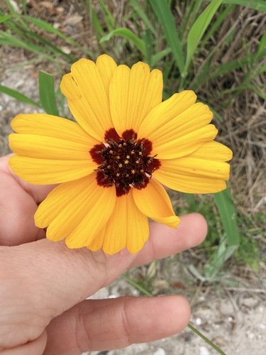 Thelesperma nuecense
