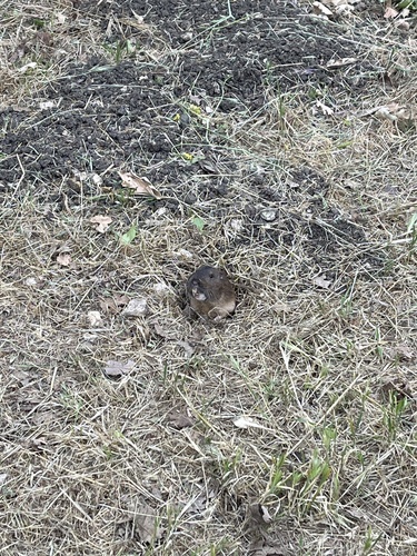 iNaturalist observation photo of Botta's Pocket Gopher