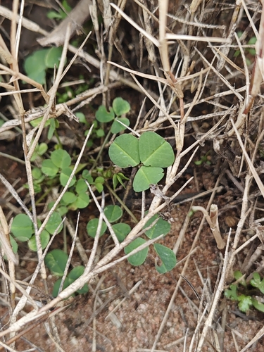 bur clover