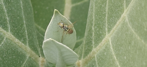 Dacus persicus