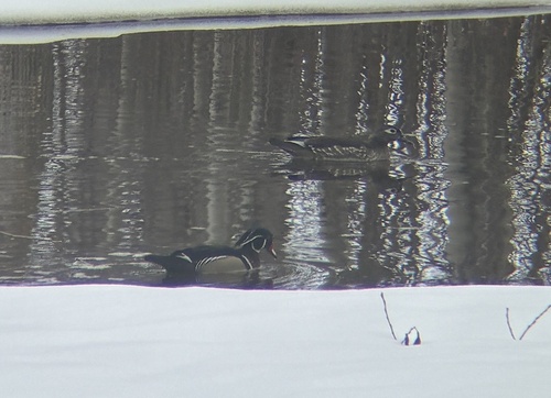 Wood Duck