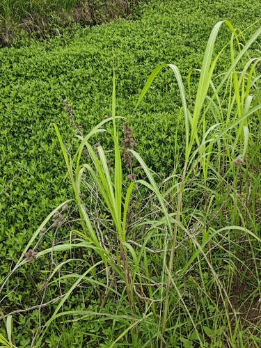 Johnson grass