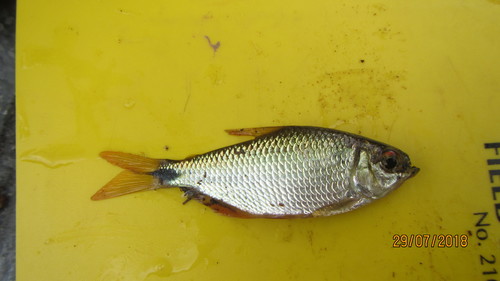 Astyanax henseli · iNaturalist