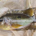 Saddle Cichlid - Photo (c) Mauricio Gabriel Herrera Madrid, all rights reserved, uploaded by Mauricio Gabriel Herrera Madrid