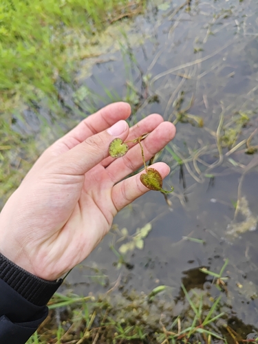 Hydrocharis dubia