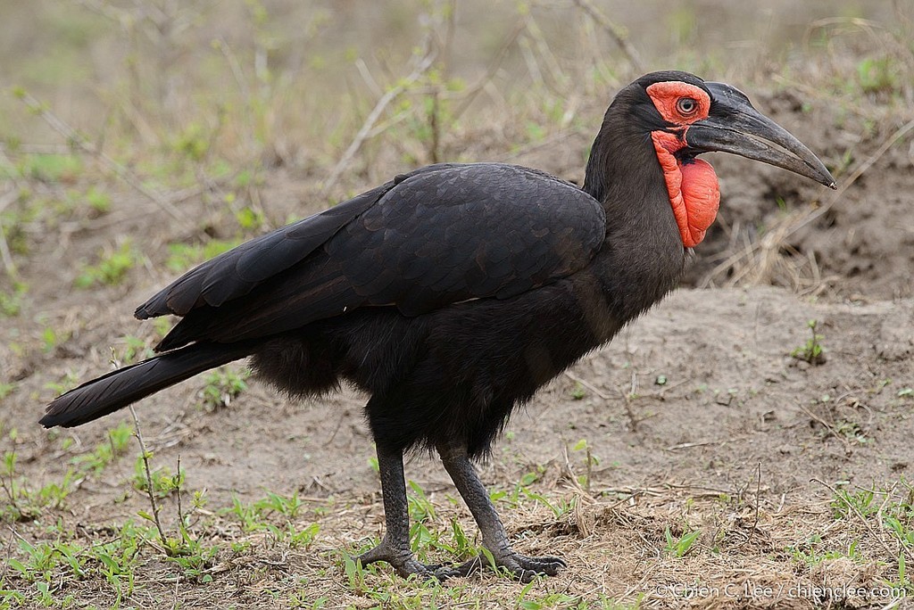 Southern Ground-Hornbill photo