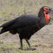 Southern Ground-Hornbill - Photo (c) Chien Lee, all rights reserved, uploaded by Chien Lee