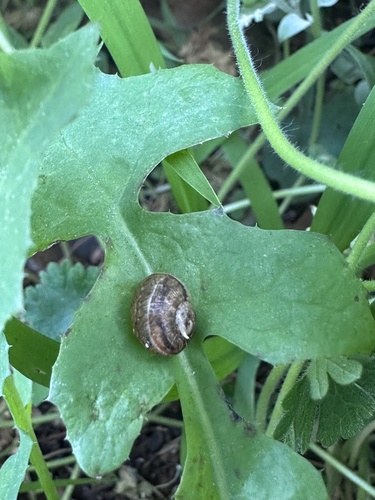 Cornu aspersum