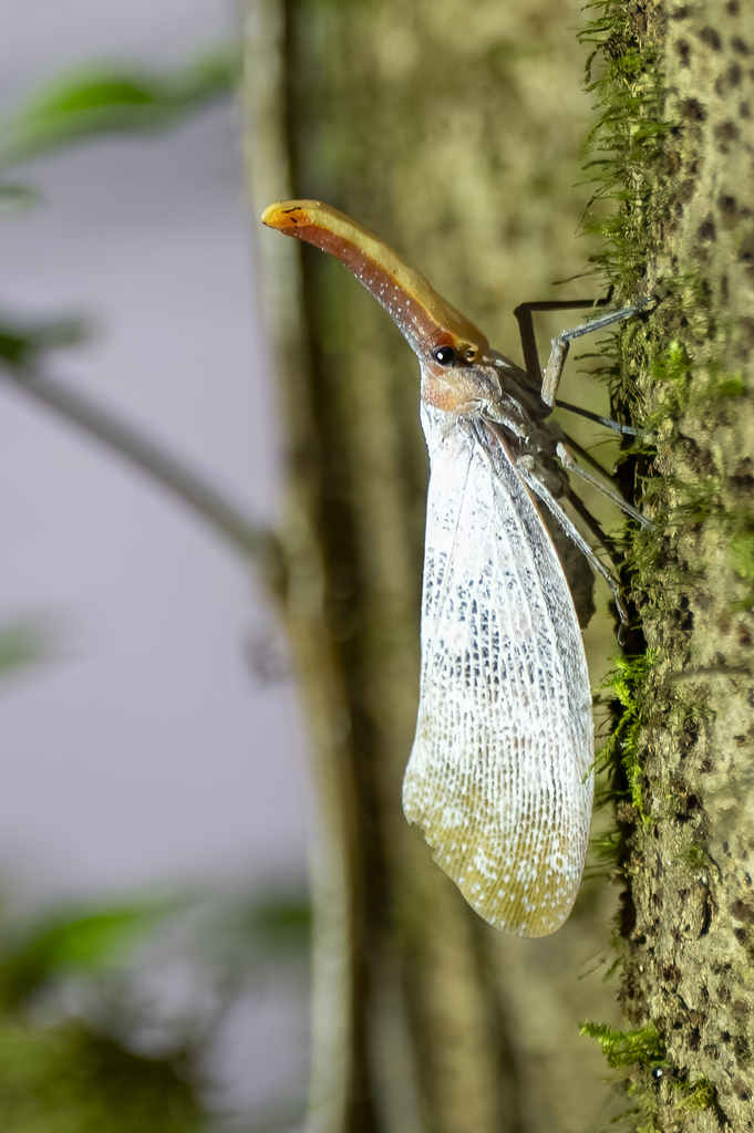 Pyrops sultanus from Bahagian Miri, Sarawak, Malaysia on November 3 ...