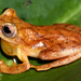 San Carlos Treefrog - Photo (c) gernotkunz, all rights reserved, uploaded by gernotkunz