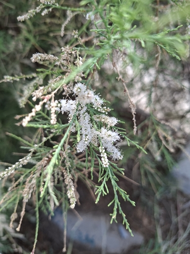 saltcedar