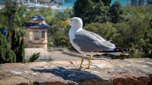 Avistamiento Gaviota patiamarilla