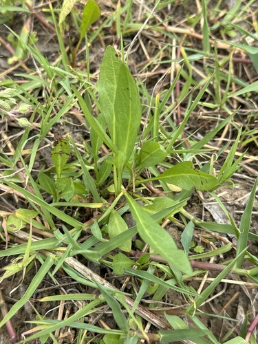 annual saltmarsh aster