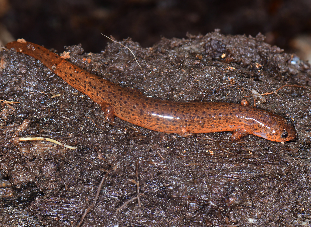 Gulf Coast Mud Salamander from 125 National Forest Rd 949, Tuskegee, AL ...