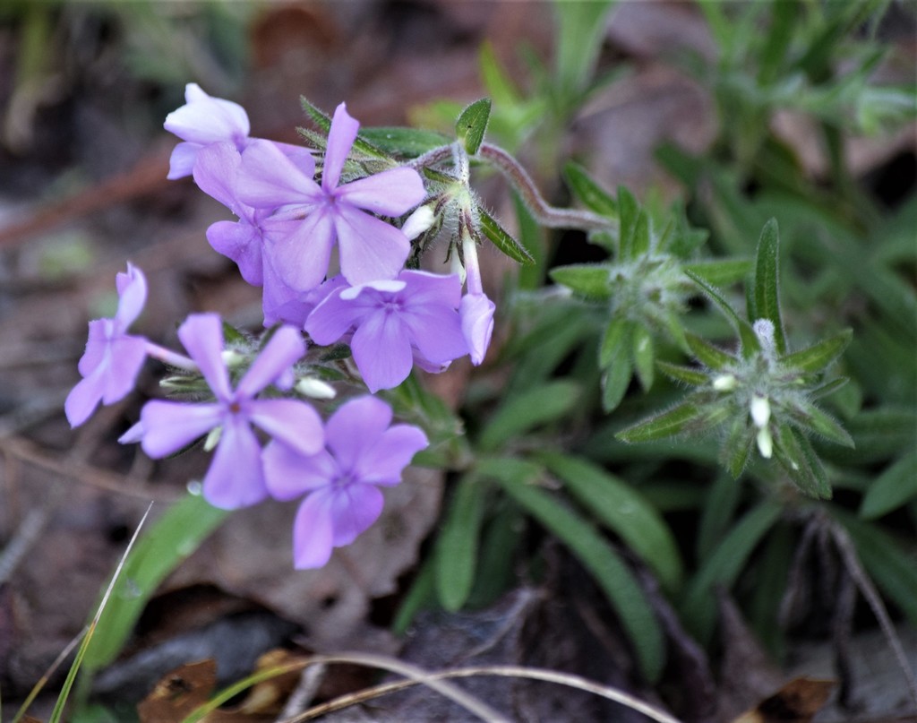 Phlox amoena lighthipei from McCormick County, SC, USA on March 20 ...