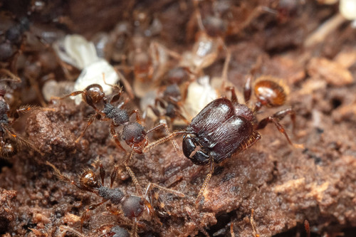 Pheidole gauthieriPheidole gauthieri