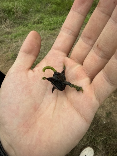 Water caltrop