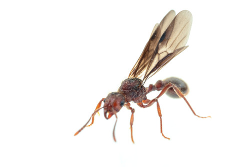 Bariamyrma hispidulaBariamyrma hispidula