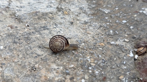 Eobania vermiculata