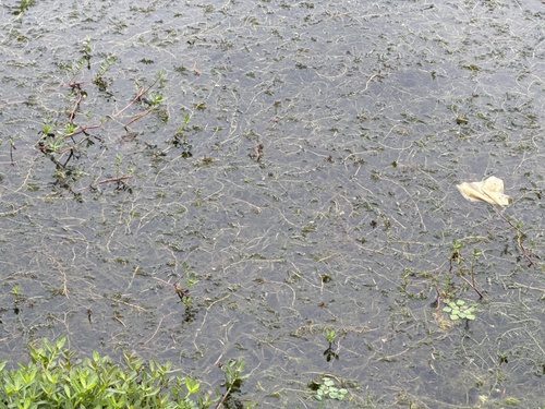 Curly-leaf Pondweed