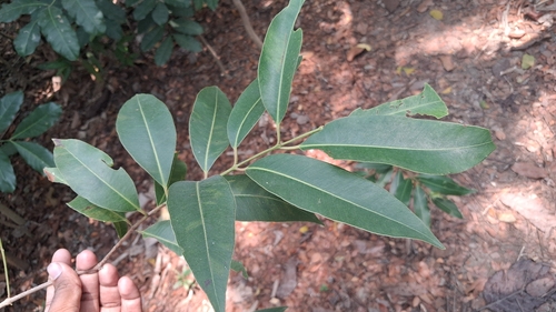 Java plum