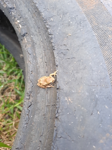 Painted Reed Frog