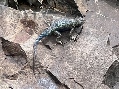 iNaturalist observation photo of Western Fence Lizard