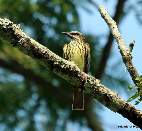 Sulphur-bellied Flycatcher