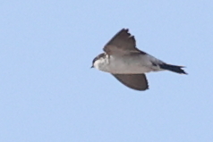 Western House Martin