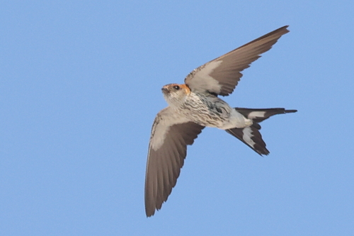 Greater Striped Swallow