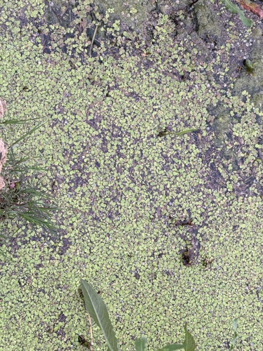 greater duckweed