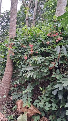 Rangoon Creeper