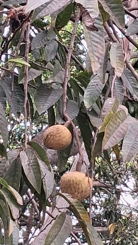 Wild Sweetsop
