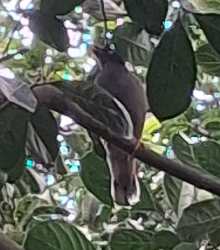 Jungle Myna
