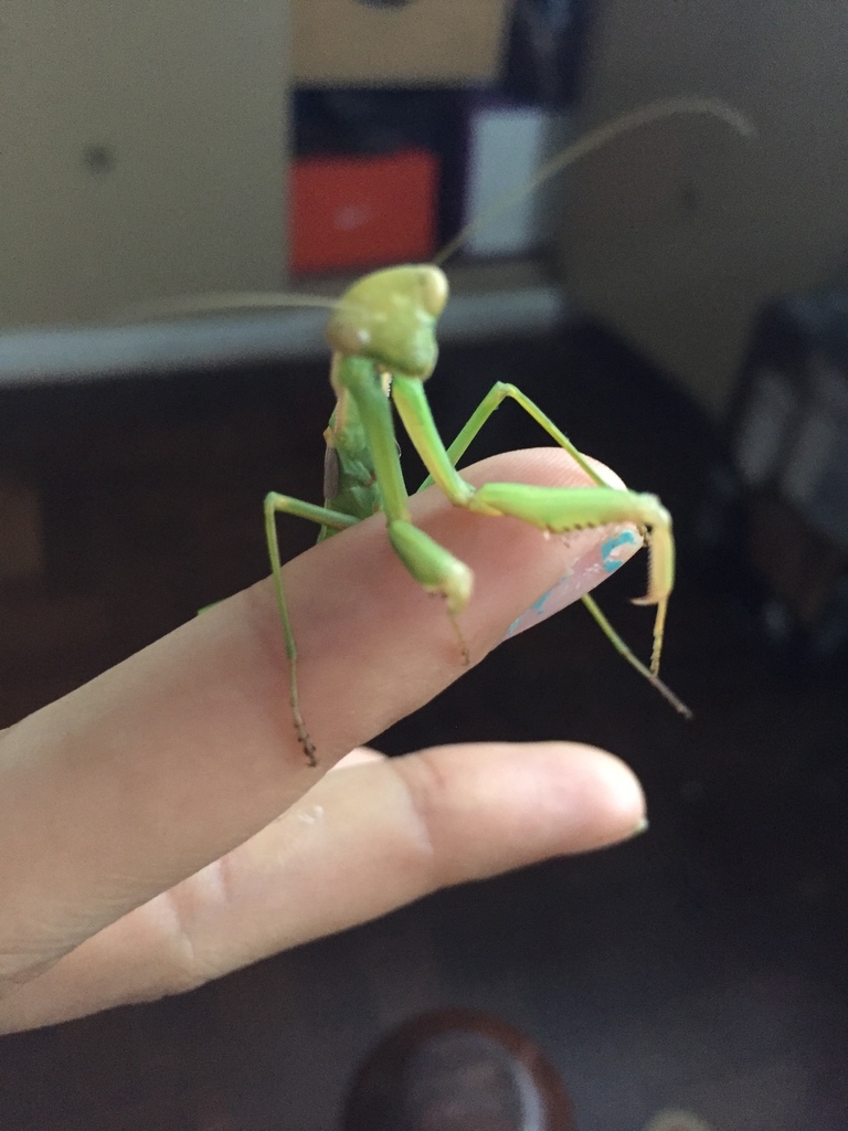 Coptopteryx from Fox, Morón, Buenos Aires, AR on February 16, 2020 at
